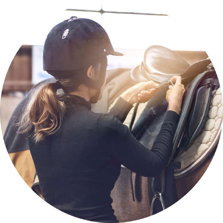 derby international premium horsefeed derby international premium horsefeed